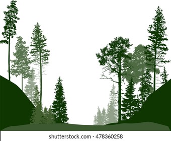 illustration with fir trees forest isolated on white background