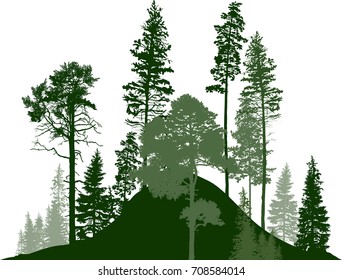 illustration with fir trees forest isolated on white background