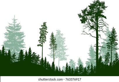 illustration with fir trees forest isolated on white background