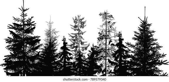 illustration with fir trees forest isolated on white background