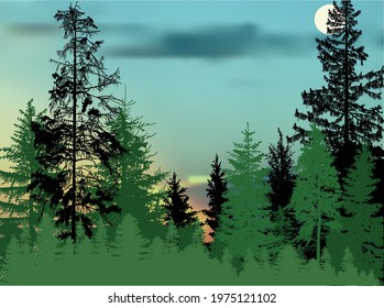 illustration with fir trees forest at low sun