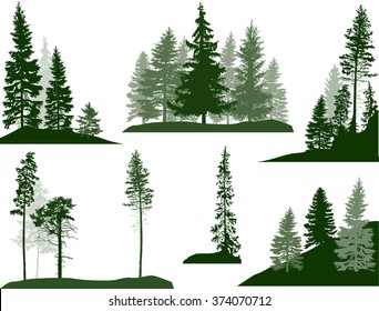 illustration with fir trees set isolated on white background
