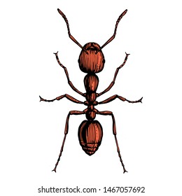 Illustration of a Fire Ant