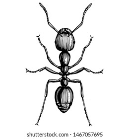 Illustration of a Fire Ant