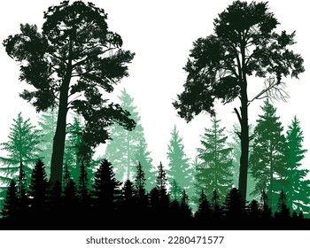 illustration with firs an pines forest silhouettes