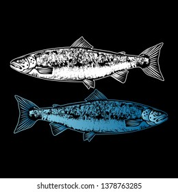 illustration of fish