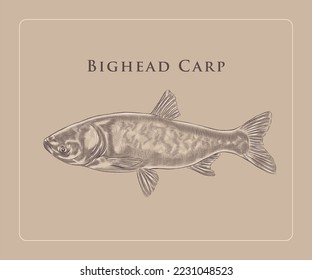 Illustration of the fish Bighead carp with details and highlights.