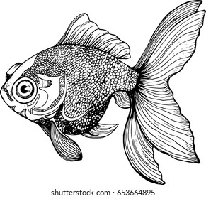 Illustration of a fish. Black and white carp drawing