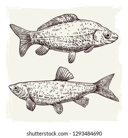 Illustration with fish. Can be used for cards, menu template, print and etc.