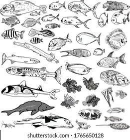 ilustración con colección de peces aislada en fondo blanco