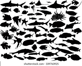 illustration with fish collection isolated on white background