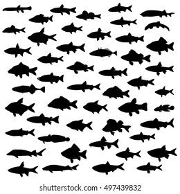 illustration with fish collection isolated on white background