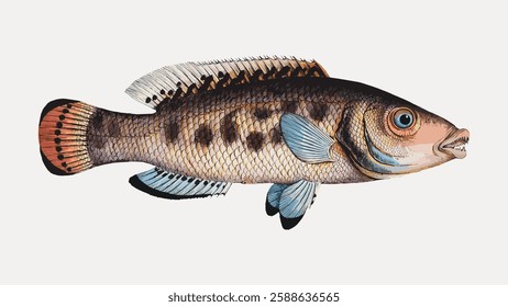 Illustration of a fish with colorful scales, detailed fins, and a prominent eye. The fish features intricate patterns and vibrant colors, showcasing its unique design. Vintage marine life vector.