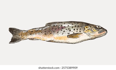 Illustration of a fish with detailed scales and fins. The fish is depicted in a side view, showcasing its natural colors and patterns. Fish illustration in vintage style. Isolated vector element.