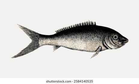 Illustration of a fish with detailed scales and fins. The fish is depicted in a side view, showcasing its elongated body and distinct tail. Fish illustration art. Vintage fish illustration vector.