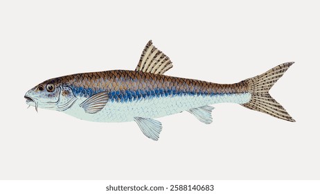 Illustration of a fish with detailed scales and fins. The fish has a streamlined body, showcasing its scales and fins. Fish illustration with scales and fins. Vintage marine life vector.