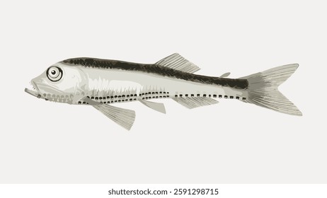 Illustration of a fish with detailed scales and fins. The fish has a long body and a distinct eye. Fish illustration with emphasis on scales and fins. Vintage marine life vector.