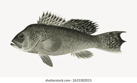 Illustration of a fish with detailed scales and fins. The fish is depicted in a side view, showcasing its intricate fin and scale patterns in grayscale. Vintage fish illustration, animal vector.