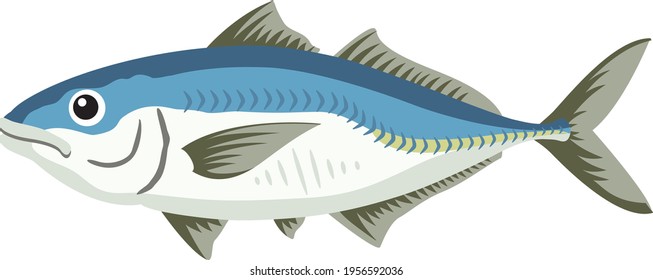 Illustration of fish (horse mackerel)