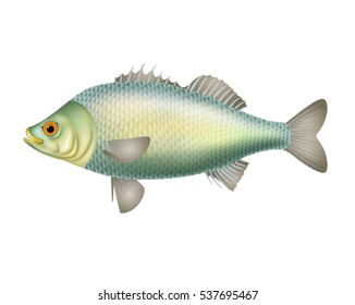 Illustration of Fish isolated on white background