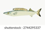 Illustration of a fish with a long body and distinct dorsal fin. The fish has a streamlined shape, eyes, and a textured dorsal fin. Fish illustration in detail. Vintage fish illustration vector.