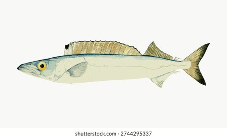 Illustration of a fish with a long body and distinct dorsal fin. The fish has a streamlined shape, eyes, and a textured dorsal fin. Fish illustration in detail. Vintage fish illustration vector.