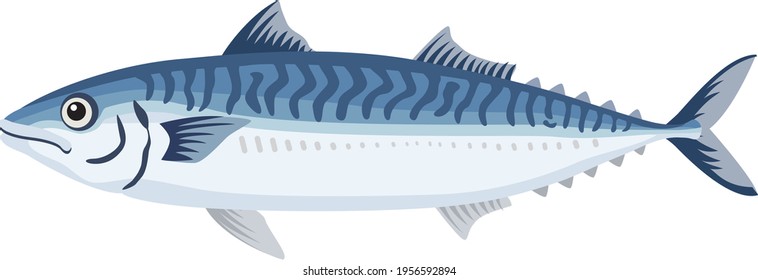 Illustration of fish (mackerel) seafood