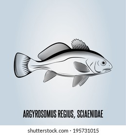 Illustration of fish on grey background, art, outline.