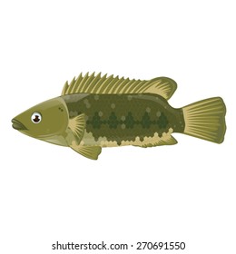 illustration. fish on white background