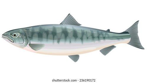 Illustration of a  fish salmon from the side