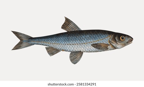 Illustration of a fish with scales, fins, and a streamlined body. The fish features detailed scales and fins, showcasing a classic fish design. Vintage fish illustration isolated on white, vector.