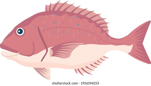 Illustration of fish (sea bream) seafood