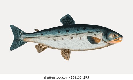 Illustration of a fish with a speckled body. The fish has a speckled pattern, with fins and a speckled tail. The fish's speckled design is detailed. Vintage fish illustration isolated, vector.