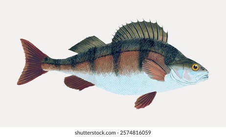 Illustration of a fish with spiky fins and a striped body. The fish has a prominent dorsal fin and distinct stripes. Detailed fish drawing with stripes and fins. Vintage vector element.