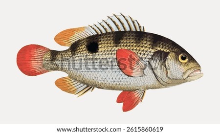 Illustration of a fish with vibrant red fins and a spotted body. The fish features red fins, a spotted body, and a distinct eye. Red fins and spots stand out. Vintage fish illustration, animal vector.