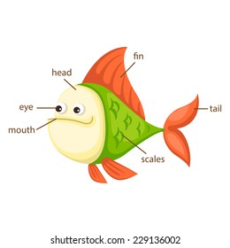 illustration of fish vocabulary part of body vector