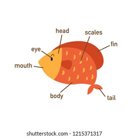 Illustration of fish vocabulary part of body.vector