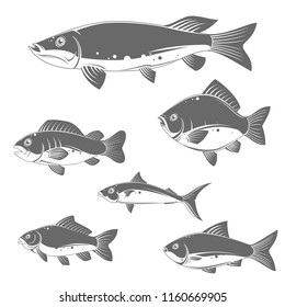 illustration of fishes. Isolated vector illustration on white background