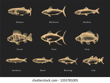 Illustration of fishes on black background. Drawn seafood set in engraving style. Sketches collection in vector. Used for canning jar sticker, shop label etc.