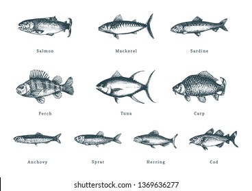 Illustration fishes white background