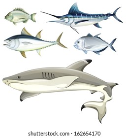 Illustration of the fishes on a white background