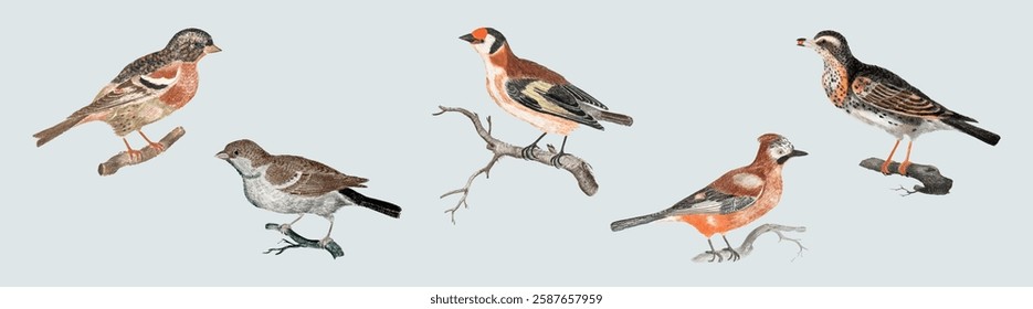 Illustration of five birds perched on branches. Birds in various colors and sizes. Detailed bird feathers and branches. Nature and wildlife theme. Animal illustrations, isolated vector set.