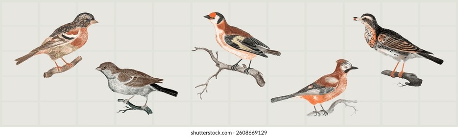 Illustration of five birds perched on branches. Birds vary in color and size, showcasing diverse plumage. Detailed bird drawings on a grid background. Animal illustrations, isolated vector set.