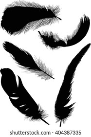 illustration with five black feathers on white background