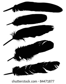 illustration with five black feathers on white background