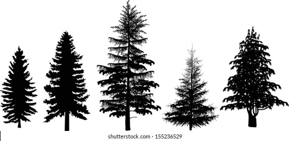 illustration with five black firs isolated on white background