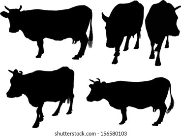 illustration with five cows silhouettes isolated on white background