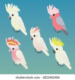 

An illustration of five cute different species of cockatoos