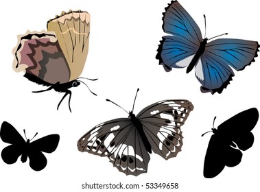 ilustración con cinco mariposas diferentes aisladas en fondo blanco