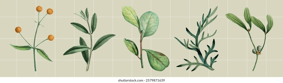 Illustration of five different herbs with green leaves and stems on a grid background. Each herb features unique leaf shapes and shades of green. Vintage illustrations, isolated element vector set.